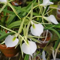 Brassavola subulifolia (syn. Brassavola cordata)