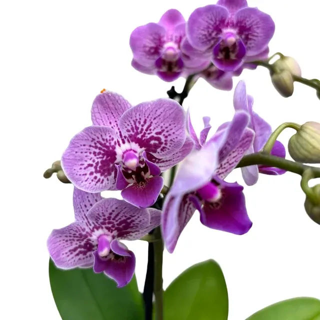 Phalaenopsis ‘Limited #72’