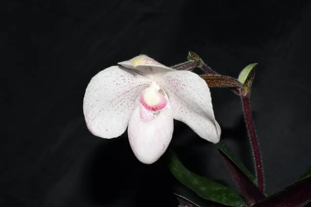 Paphiopedilum Yuraq (Paphiopedilum)