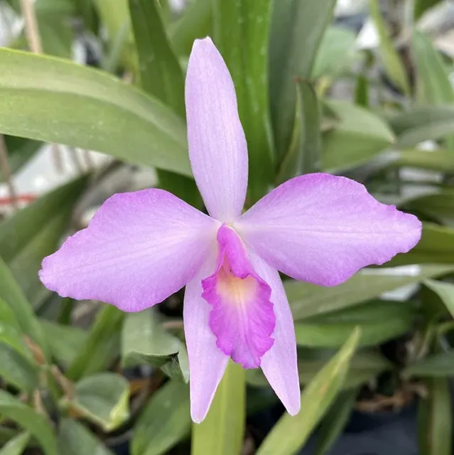 Laeliocattleya Rubescent Atreus 'Pinky'