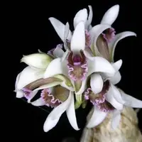 Dendrobium peguanum
