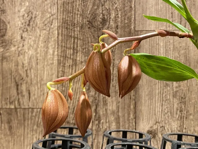 Cycnoches Baker's Paradise 'Wild Eyes'