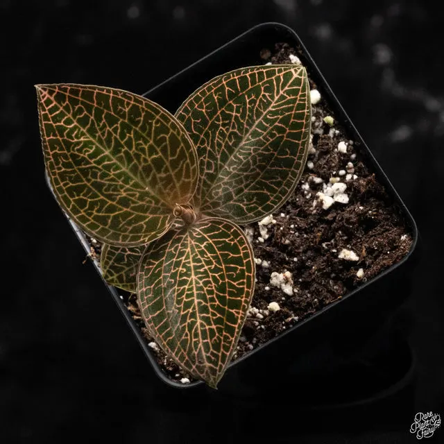 Anoectochilus roxburghii 'Red Stem Pointed Leaves' (Anoectochilus)