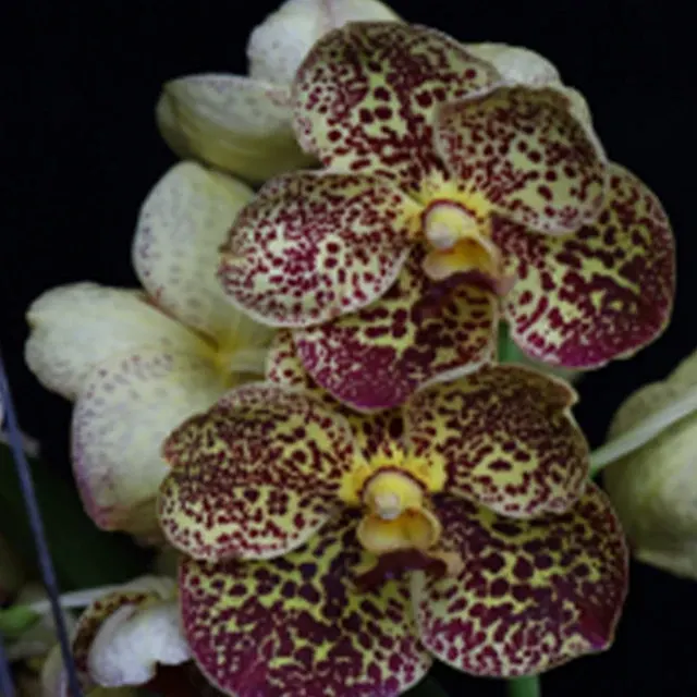 Vanda Warut Leopard (Vanda)