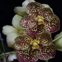 Vanda Orchid Plant - V.Warut Leopard Seedling