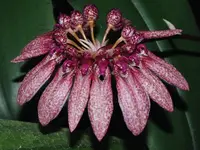 Bulbophyllum picturatum