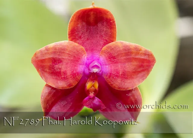 Phalaenopsis Harold Koopowitz 'Note: Amazing Fragrance !' (Phalaenopsis)