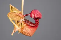 Coryanthes macrantha - blooming size