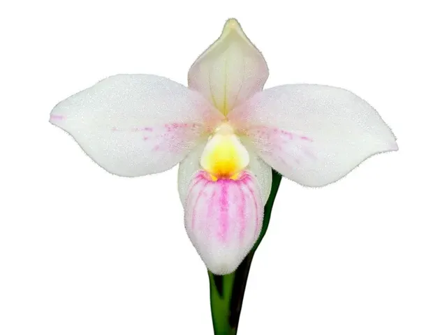 Phragmipedium Ecuagenera Diamond