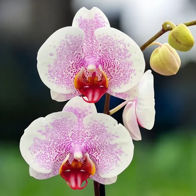 Phalaenopsis Ursula