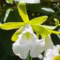 Encyclia mariae, in bud! (syn. Prosthechea mariae)