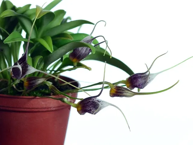 Masdevallia lynniana (Masdevallia)