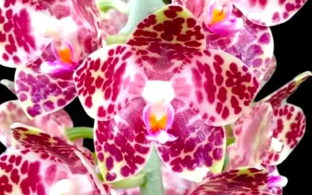Phalaenopsis gigantea x sib 'Silver Leaf'