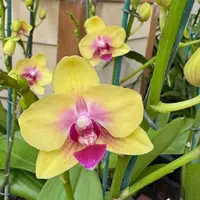 Phal. Spunky (Miniature) — Double Spike