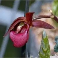 Mormodes Jumbo Artemis 'Jumbo Orchids '