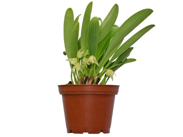 Masdevallia campyloglossa (Masdevallia)