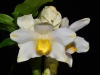 Chysis bractescens