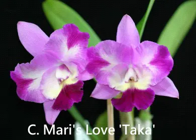 Cattleya Mari's Love
