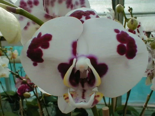 Phalaenopsis 'Dalmatiner'