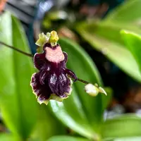 Tolumnia henekenii | Dwarf Species | SapphireChild Orchids
