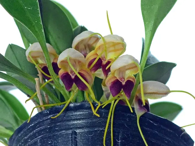 Masdevallia lychniphora (Masdevallia)