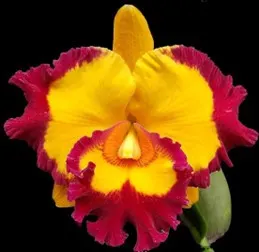 Rhyncholaeliocattleya Village Chief Rose 'Red Ruffle' (Rhyncholaeliocattleya)