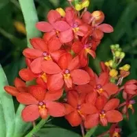 Ascocentrum curvifolium Sp.