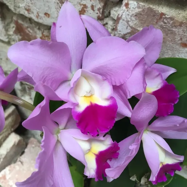Cattleya Monte Elegante X Mildred Rives - Parfumata