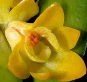 Flask - Dendrobium ingratum - Species