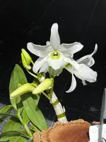 Dendrobium Baby Angel ‘Green Ai’