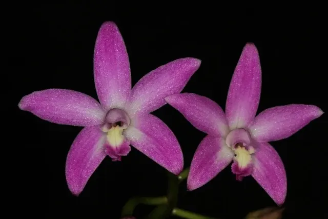 Laelia rupestris x self (Laelia)