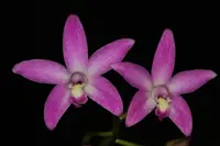Laelia rupestris x self