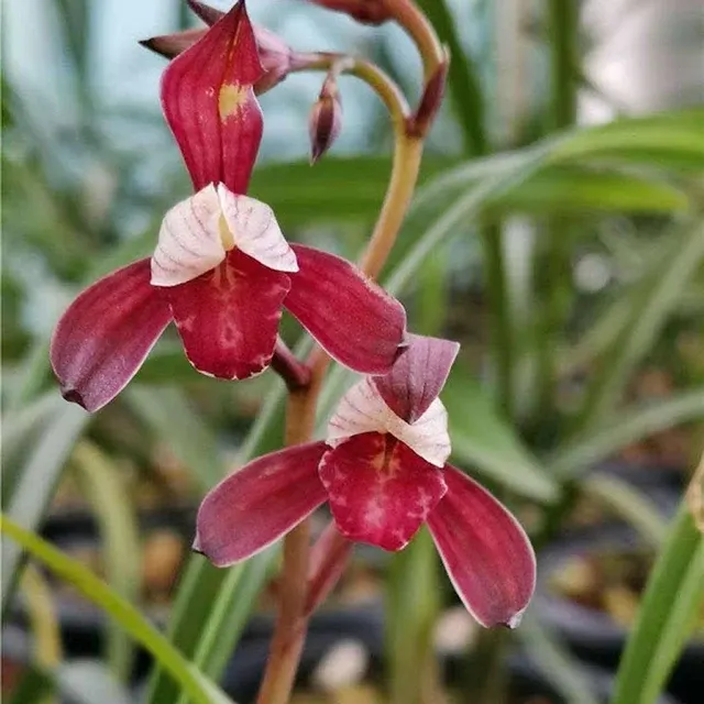 Cymbidium ensifolium 'Zi Ning'