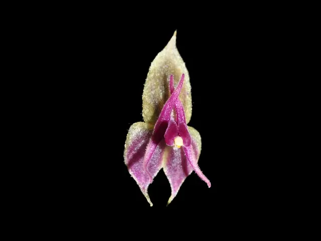 Lepanthes meniscophora