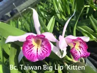 Bc. Taiwan Big Lip 'Kitten' (Bc. Tetradip x C. bicalhoi) (MTBL) (Hybrid) Bc.=Brassocattleya