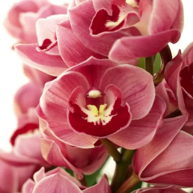Cymbidium Enzan Church Hill 'Appelbol'