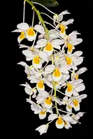 Dendrobium farmeri 2" seedlings
