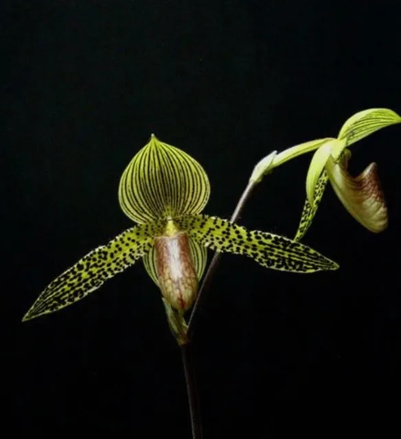 Paphiopedilum Iantha Stage (Paphiopedilum)