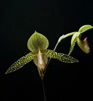 Paphiopedilum IANTHA STAGE (rothschildianum 'Chen' x sukhakulii 'Black Wings')