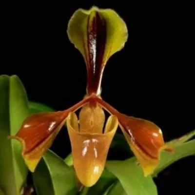 Paphiopedilum villosum var villosum (Paphiopedilum)