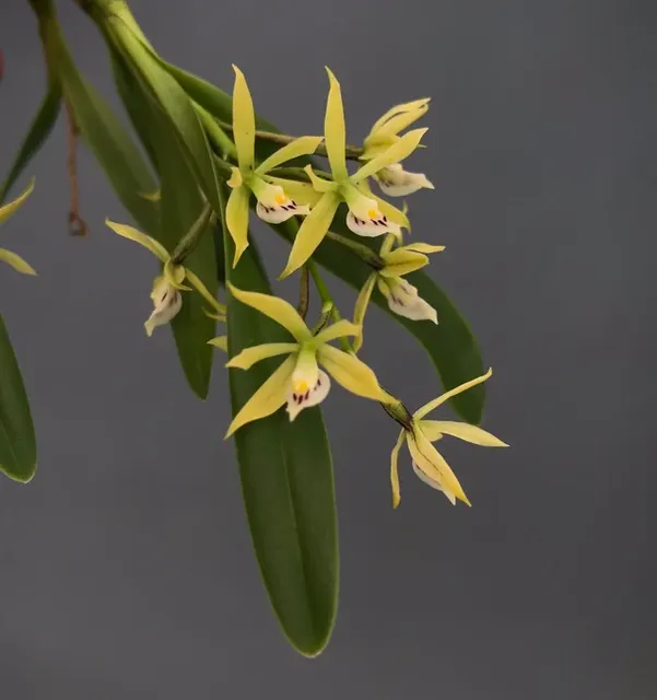 Encyclia spp (Encyclia)