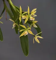 Phrostechea Elfin — 6 cm / No
