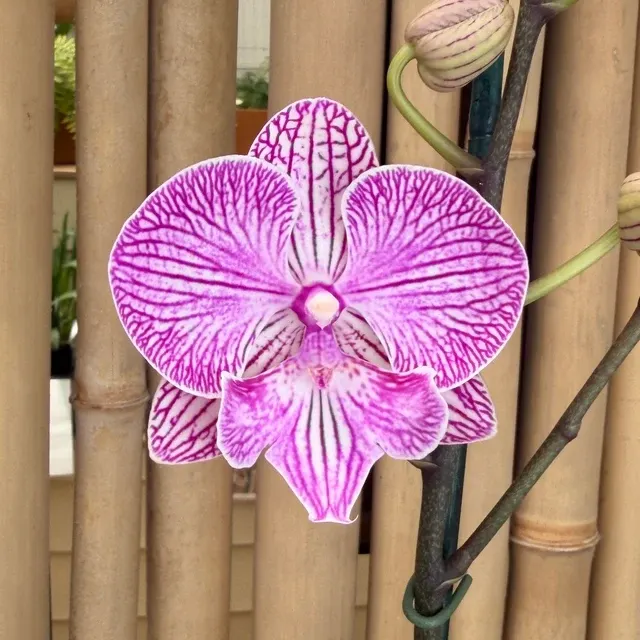 Phalaenopsis Yu Pin Ocicat