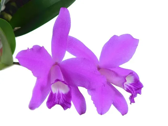 Cattleya sincorana