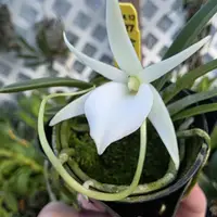 Angraecum rutenbergianum near blooming size miniature Angraecum orchid species. Fragrant.