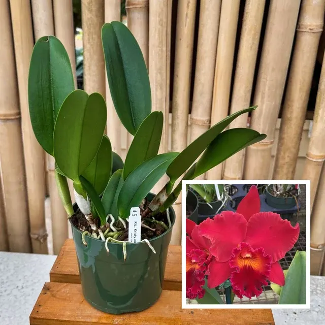 Rhyncholaeliocattleya Kristy Manmoto 'Volcano Red' (Rhyncholaeliocattleya)