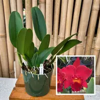 Rlc. Kristy Manmoto 'Volcano Red' (5.5" Pot) - Not Blooming