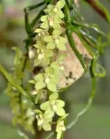 Flask - Chiloschista segawai x self (Leaf Less Orchid) - Species