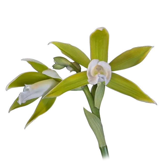 Phaius tankervilleae var bernaysii