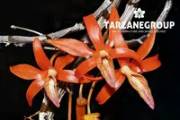 DENDROBIUM UNICUM SMALL ORCHID MOUNTED